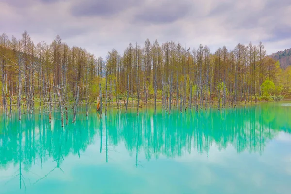 Синій ставок Aoiike, Biei Хоккайдо Японії — стокове фото