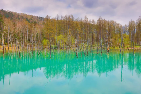 Синій ставок Aoiike, Biei Хоккайдо Японії — стокове фото