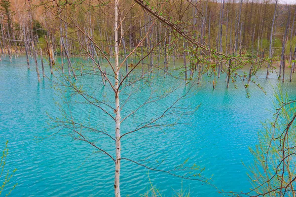 Mavi Göl Aoiike, Biei Hokkaido Japonya