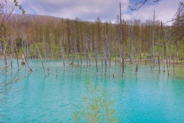 Mavi Göl Aoiike, Biei Hokkaido Japonya