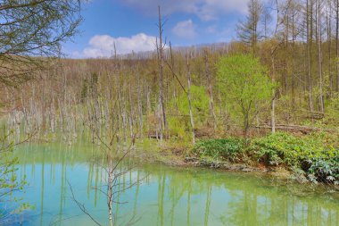 Mavi Göl Aoiike, Biei Hokkaido Japonya
