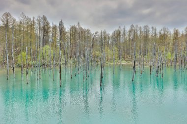 Mavi Göl Aoiike, Biei Hokkaido Japonya
