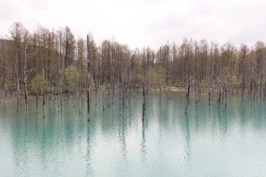 Mavi su birikintisi Aoiike Biei, Hokkaido'da