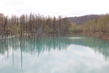 Biei, Shirogane'deki Mavi Gölet. Hokkaido alınan, 