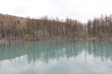 Biei, Shirogane'deki Mavi Gölet. Hokkaido alınan, 