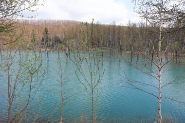 Aoiike mavi göl Biei ağacında yansıması ile