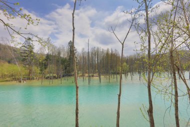 Aoiike mavi göl Biei ağacında yansıması ile