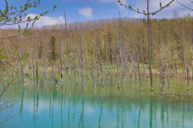 Aoiike mavi göl Biei ağacında yansıması ile
