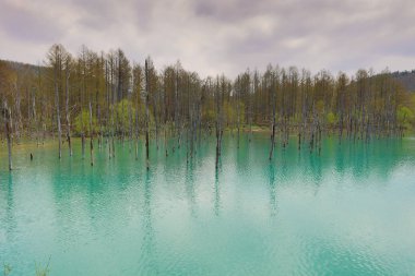Aoiike mavi göl Biei ağacında yansıması ile
