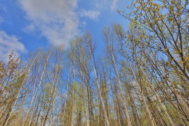Shirogane mavi su birikintisi doğa manzaraya 