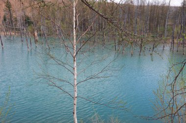 Biei, Japonya yaz aylarında alınan mavi su birikintisi
