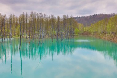 Hokkaido, Japonya Biei, mavi su birikintisi