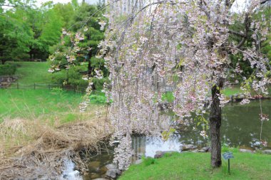 Sakura Nakajima parkta Sapporo