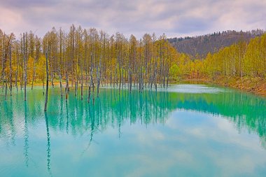 Hokkaido, Japonya Biei, mavi su birikintisi