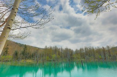 Hokkaido, Japonya Biei, mavi su birikintisi
