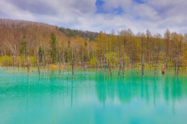 Biei 'de mavi gölet Aoas, Hokkaido