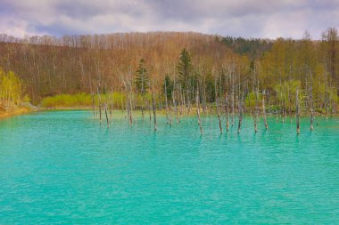 Mavi su birikintisi Aoiike Biei, Hokkaido, Japonya