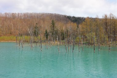 Mavi su birikintisi Aoiike Biei, Hokkaido, Japonya