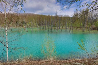 Hokkaido, Japonya Biei, mavi su birikintisi