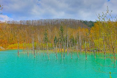 Hokkaido, Japonya Biei, mavi su birikintisi
