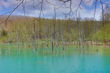 Biei 'de mavi gölet Aoas, Hokkaido