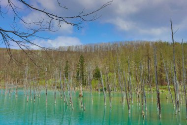Biei 'de mavi gölet Aoas, Hokkaido