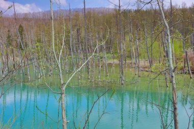 Mavi su birikintisi Aoiike Biei, Hokkaido, Japonya