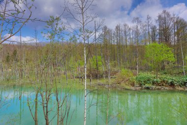 Mavi su birikintisi Aoiike Biei, Hokkaido, Japonya