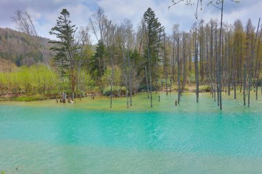 Biei 'de mavi gölet Aoas, Hokkaido