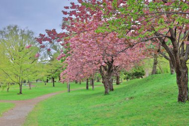 Sakura Nakajima parkta Sapporo