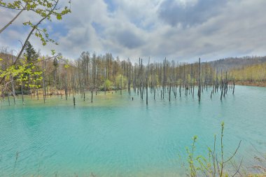 Biei 'de mavi gölet Aoas, Hokkaido