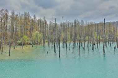 Biei 'de mavi gölet Aoas, Hokkaido