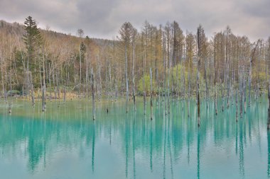 Mavi su birikintisi Aoiike Biei, Hokkaido, Japonya
