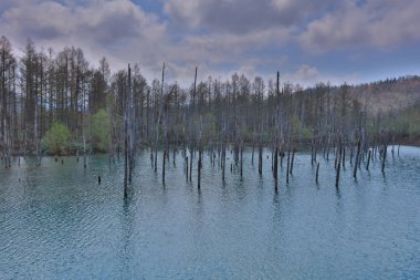Mavi su birikintisi Aoiike Biei, Hokkaido, Japonya