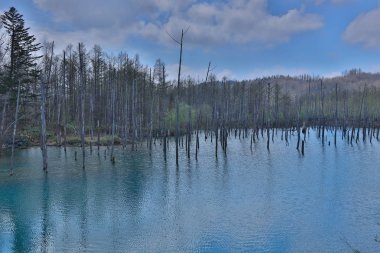  Biei, Japonya yaz aylarında alınan mavi su birikintisi