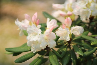 Kiraz tomurcuğunun öğretisi Sakura çiçek