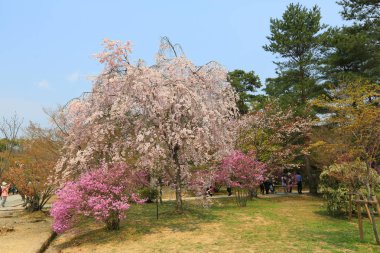  Bahar sakura Pembe çiçek