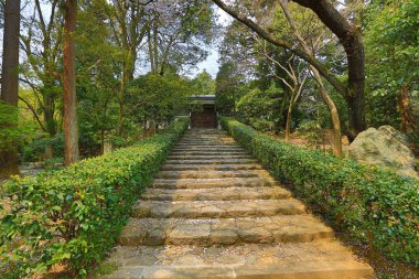 Kyoto, Japonya bahar Ryoanji Tapınağı'nda