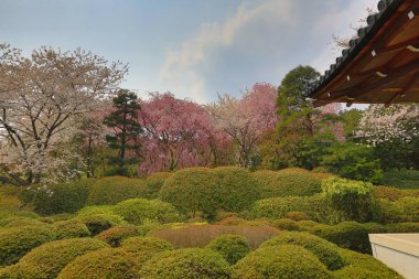 Kyoto, Japonya bahar Ryoanji Tapınağı'nda