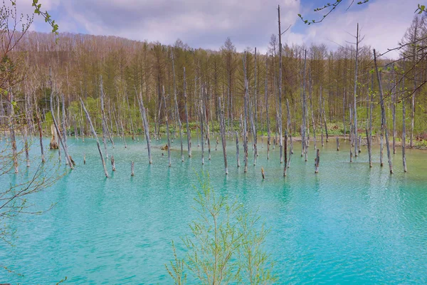 Mavi Göl Aoiike, Biei Hokkaido Japonya