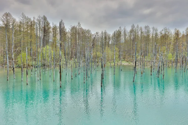 Mavi Göl Aoiike, Biei Hokkaido Japonya