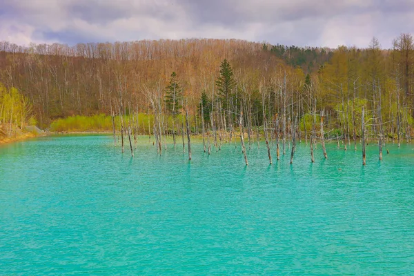 Mavi su birikintisi Aoiike Biei, Hokkaido, Japonya