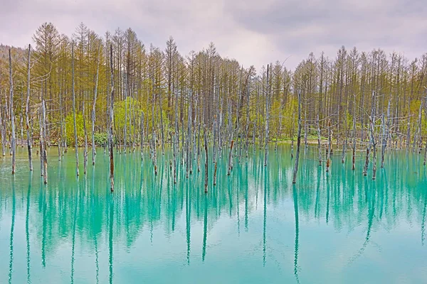 Modrý rybník Aoiike ve městě Biei, Hokkaidó, Japonsko — Stock fotografie