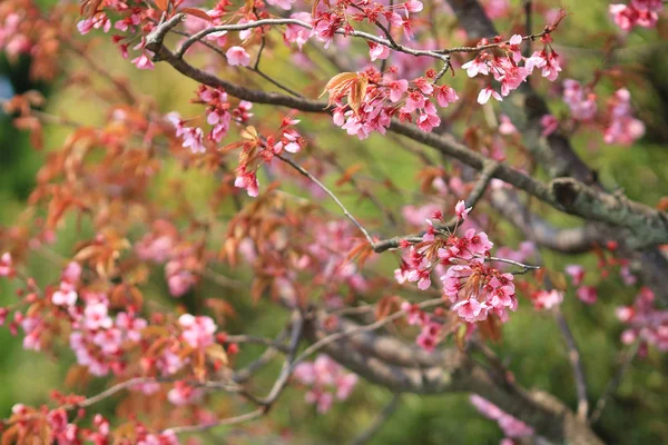 Kyoto, Japon au printemps à — Photo