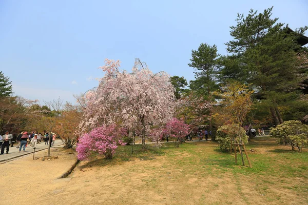 Spring sakura pink flower — Stock Photo, Image