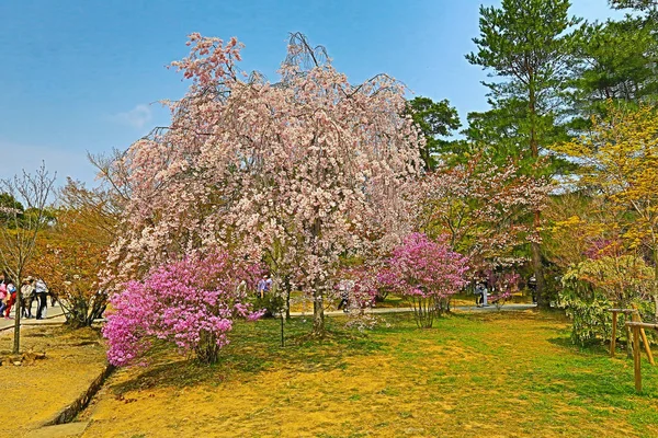 Primavera sakura rosa flor —  Fotos de Stock