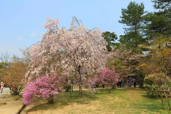 Sakura ροζ λουλούδι άνοιξη — Φωτογραφία Αρχείου