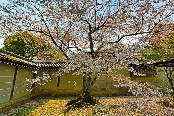 Kyoto, Japonya bahar Ryoanji Tapınağı'nda