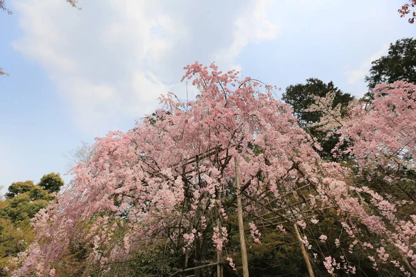 Kwiat wiśni w Ryoan-Ji — Zdjęcie stockowe