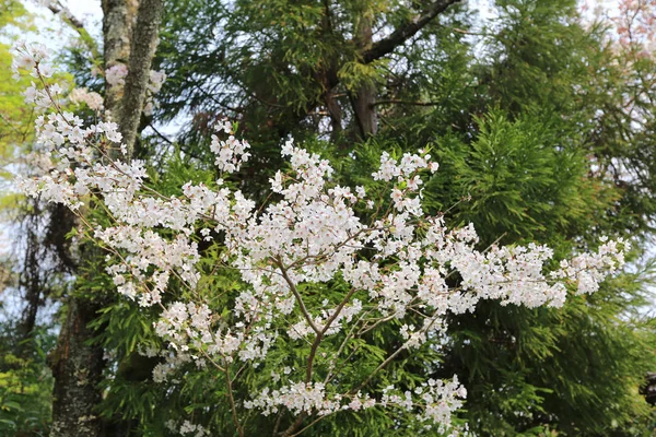 Sakura bunga Cherry mekar — Stok Foto